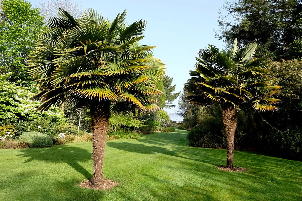 jardin-du-pellinec-penvenan-jardin-anglais-palmiers-mer-pelouse-trachycarpus-fortunei-1200x800-1