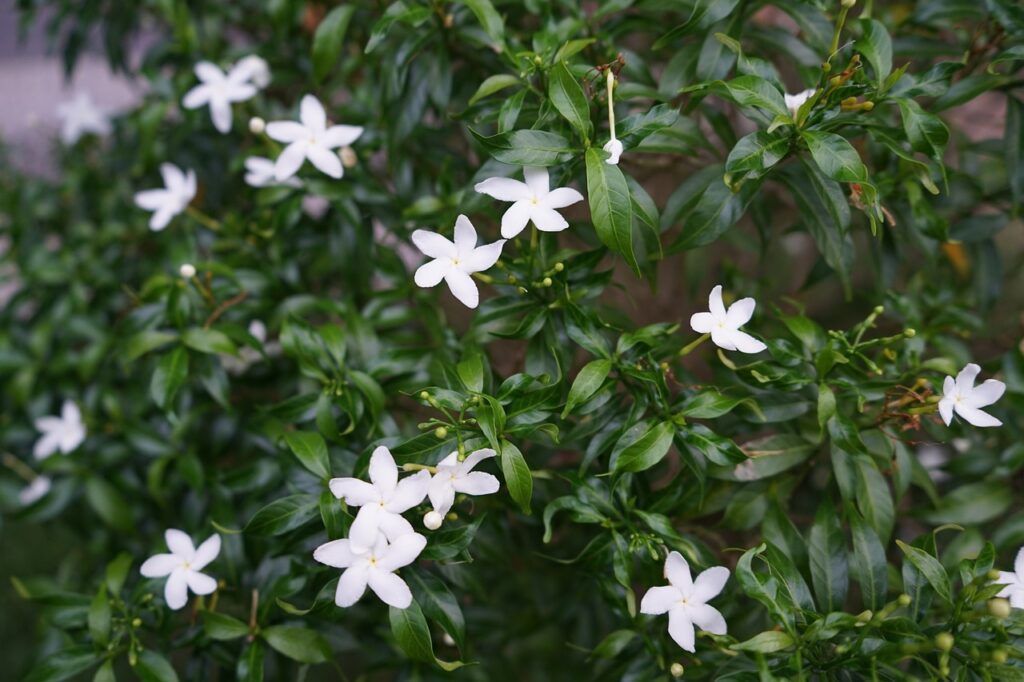 gardenia